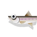 round whitefish