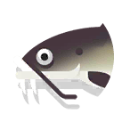 channel catfish