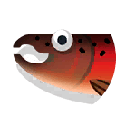 chinook salmon