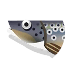 brown trout