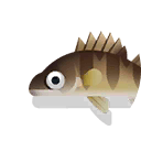 yellow perch
