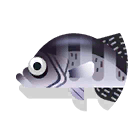 white crappie