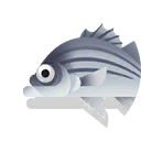 white bass