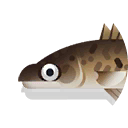 walleye