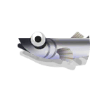 capelin