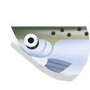 silver salmon