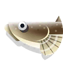 dusky flathead