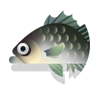 rock flagtail
