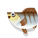 luderick