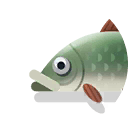 european grayling