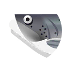 sea trout