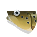grey trout