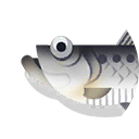 allis shad