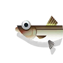 vendace