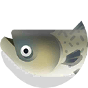 bighead carp