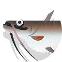 wallago