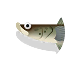 great snakehead