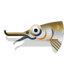 bicuda