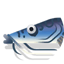 tiger sorubim