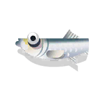 brisling