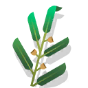 eucalyptus branch