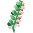 stonebreaker leaf