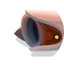round tubefish