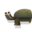 common musk turtle