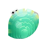 pinctada