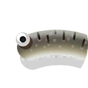 sand cucumber