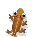 palmate newt