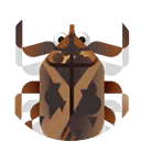 water scorpion