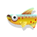 Splendid killifish