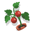 Tomato Seedling